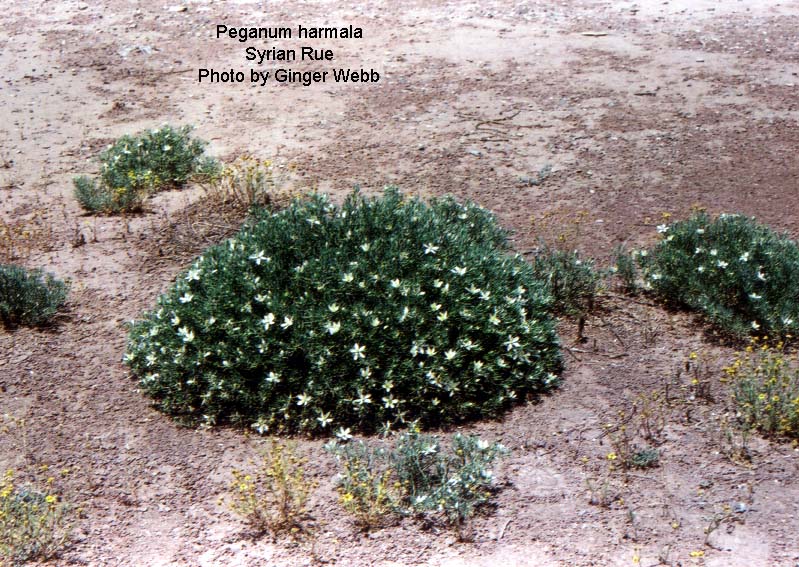 Peganum harmala